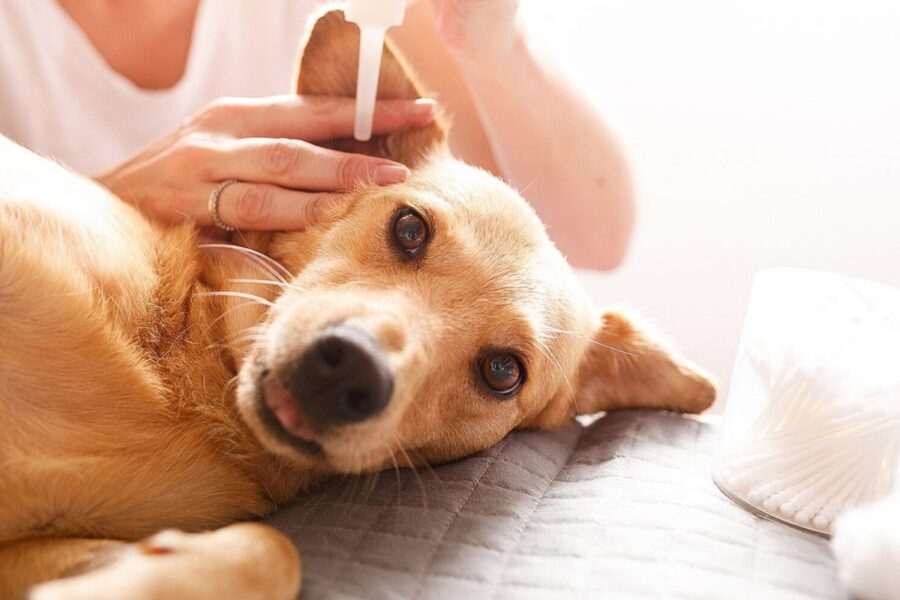 cane con infezione alle orecchie