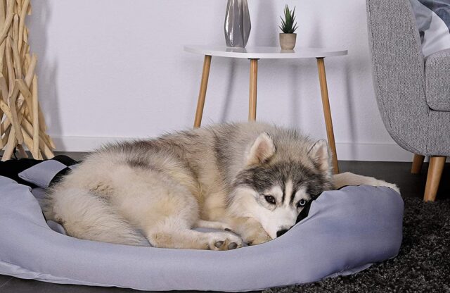 5 accessori autunnali per cani che amano dormire e poltrire