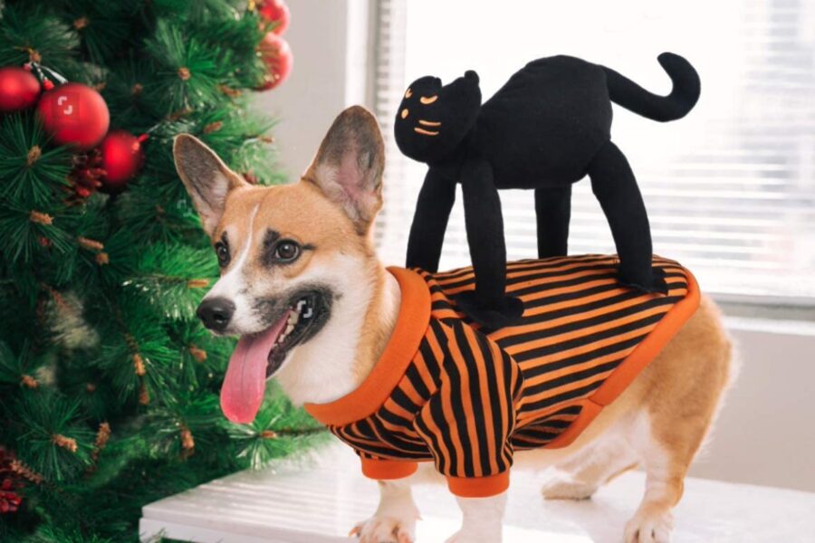 cane con maglione a tema halloween