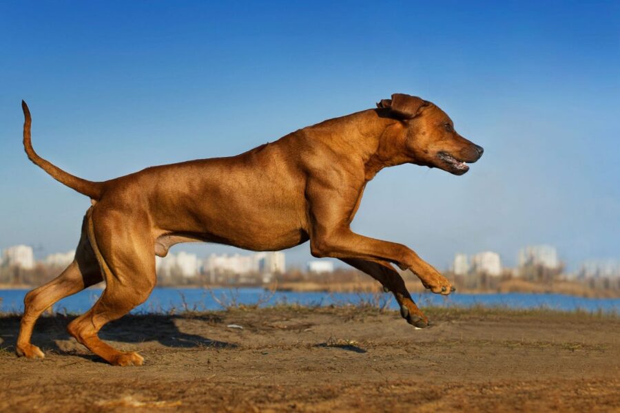 cane che corre