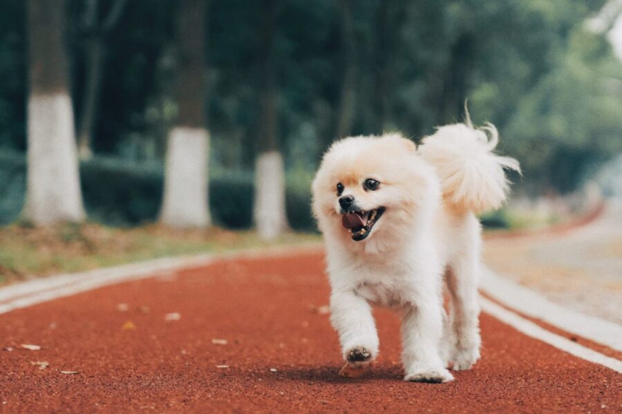 cagnolino bianco che corre