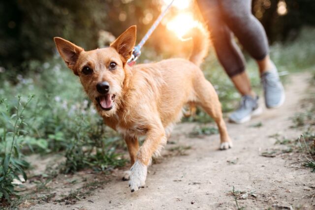 Come si fa ad addestrare un cane a fare jogging?