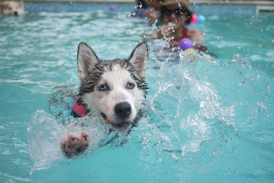 cane che nuota in piscina