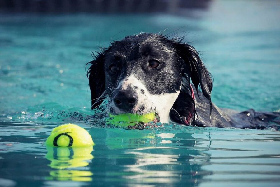 cane con le palline in acqua