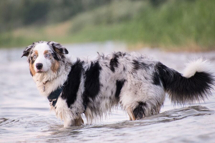 australian shepherd