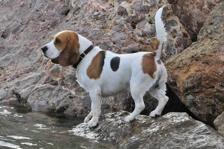 cane in riva al lago