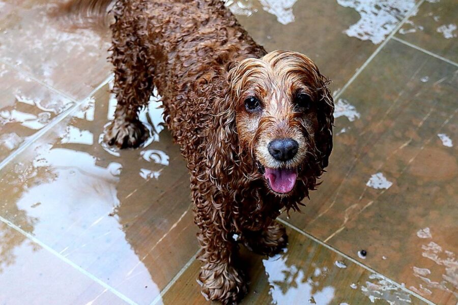 cane tutto bagnato 