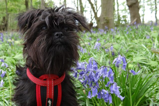 L’Affenpinscher impazzisce dopo il bagno e si vendica sul divano (VIDEO)