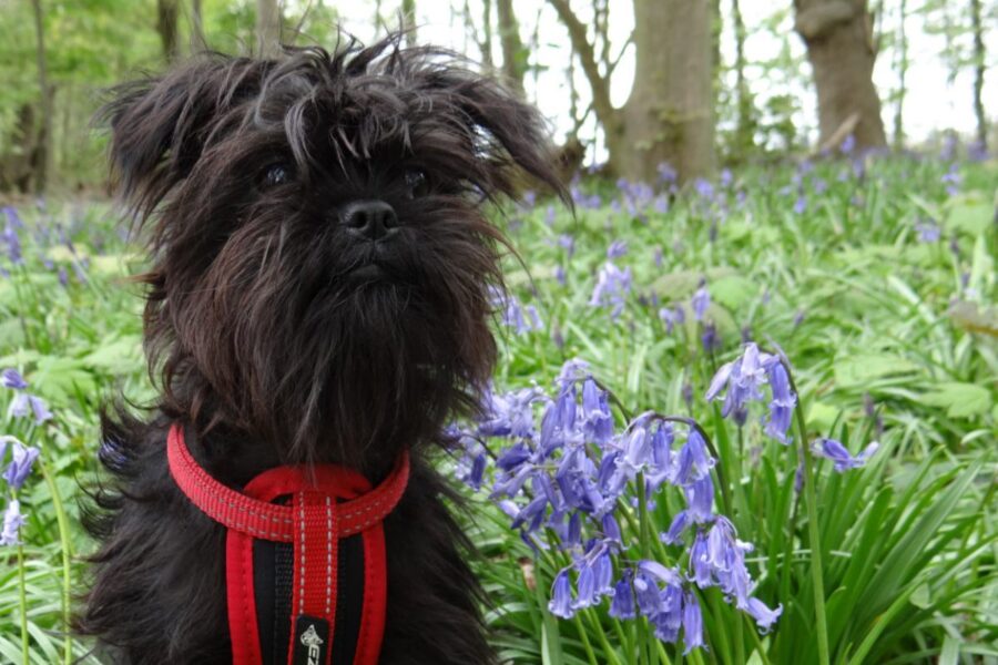 cane tra i fiori