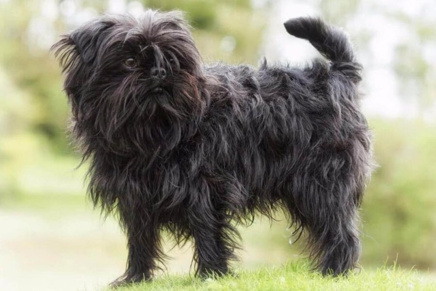 cane affenpinscher