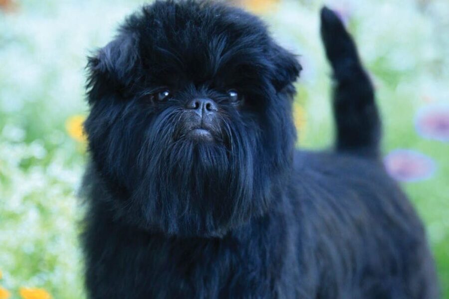 cane con il pelo lungo sul muso