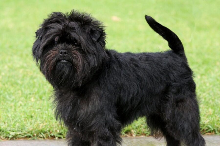 affenpinscher al parco