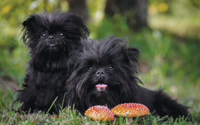 Affenpinscher: carattere, cure, curiosità e consigli su questa razza di cane