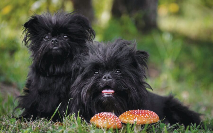 Affenpinscher: carattere, cure, curiosità e consigli su questa razza di cane