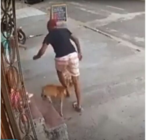 Cane evita un’aggressione: le immagini del momento