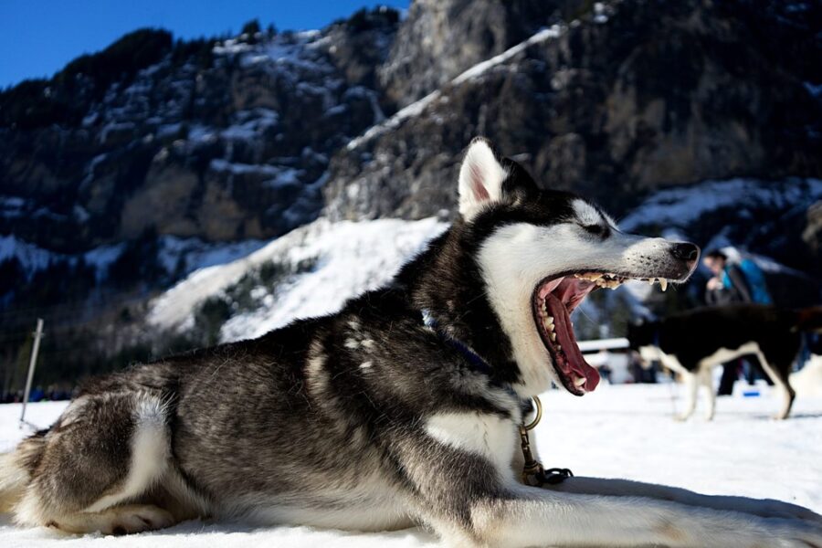 cane sulla neve