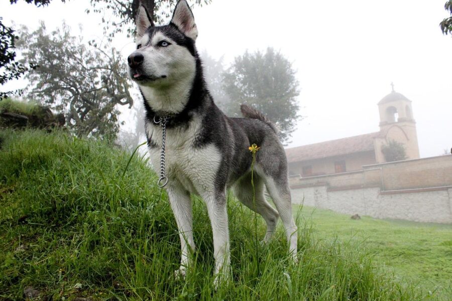 cane in giardino