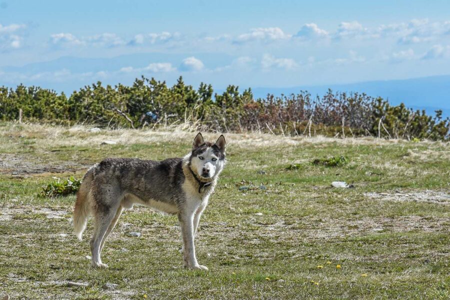 alaskan husky sul prato