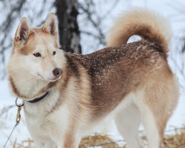 Alaskan Husky: carattere, indole, consigli e curiosità su questa razza di cane