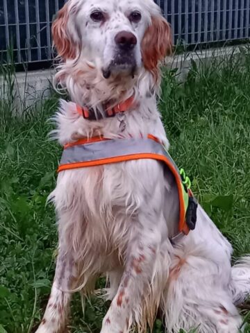 Alpe Lughina, questo Setter di nome Lucky si perde sul ripiano, il cane è lì fuori da qualche parte