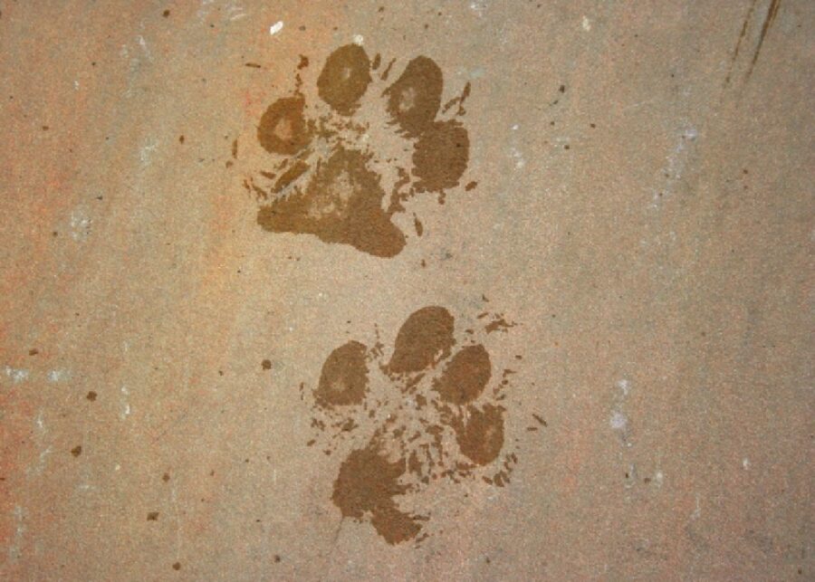 tracce di cane sul pavimento
