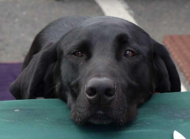 Arzachena, Labrador risulta smarrito, il proprietario lo sta cercando dappertutto