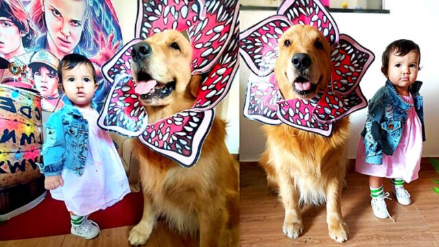Per il suo 11° mese la bambina indossa un vestito da Eleven e il cane Oliver fa la parte del Demogorgone