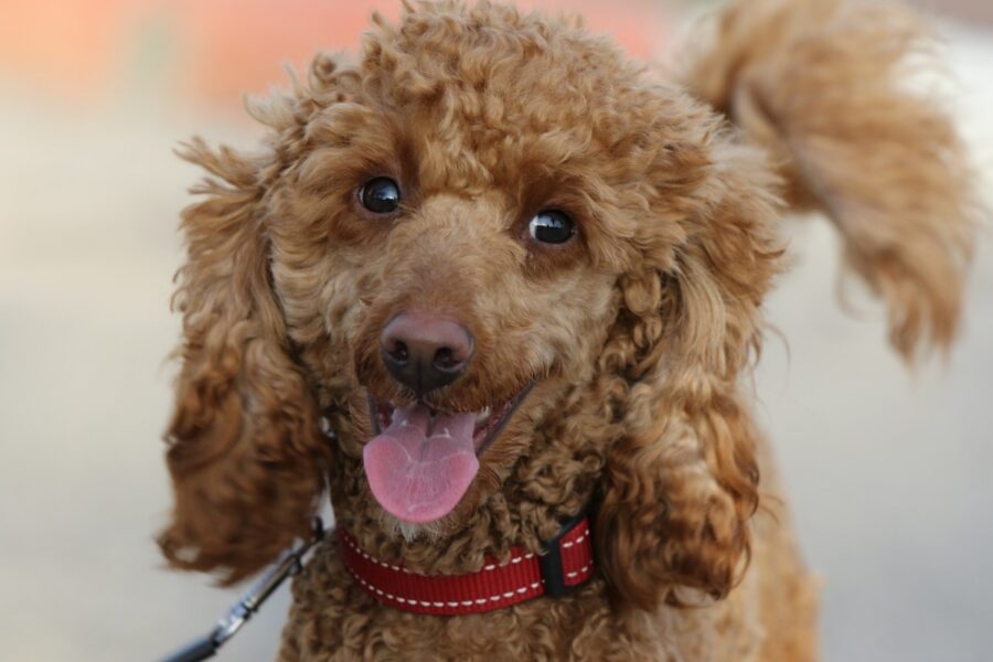 cane al guinzaglio