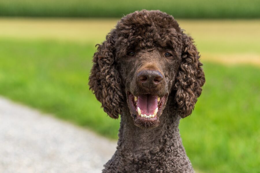 Barbone: carattere, particolarità, storia, consigli e curiosità su questa razza