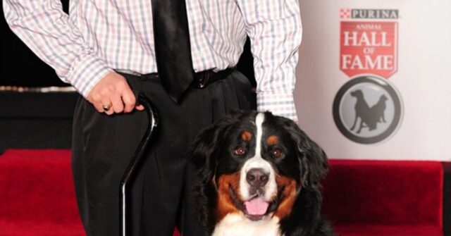 Bella la cucciola di Bovaro Bernese ha salvato la vita del suo padrone