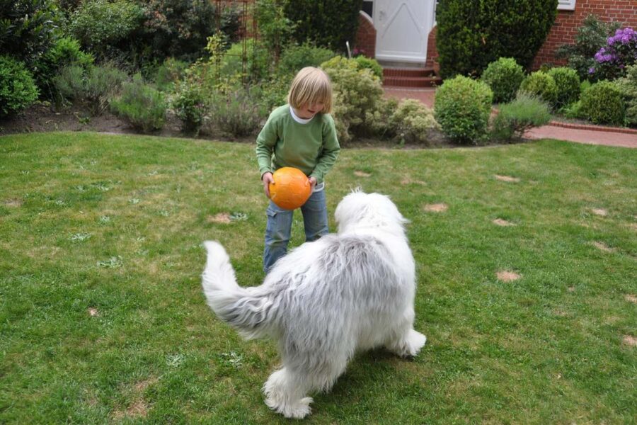 cane che gioca con un bambino