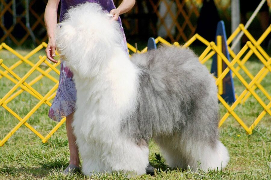 bobtail a pelo lungo