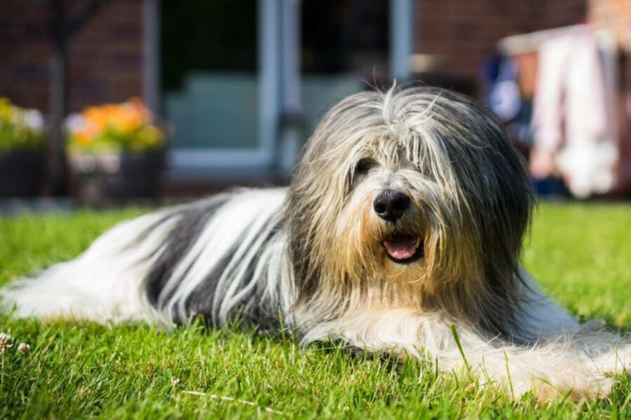 cane sul prato