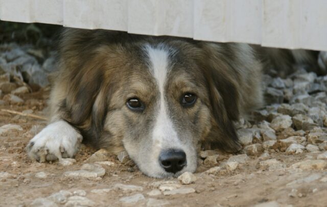 Borzonasca, cane anziano si allontana da casa, sono vari i suoi avvistamenti