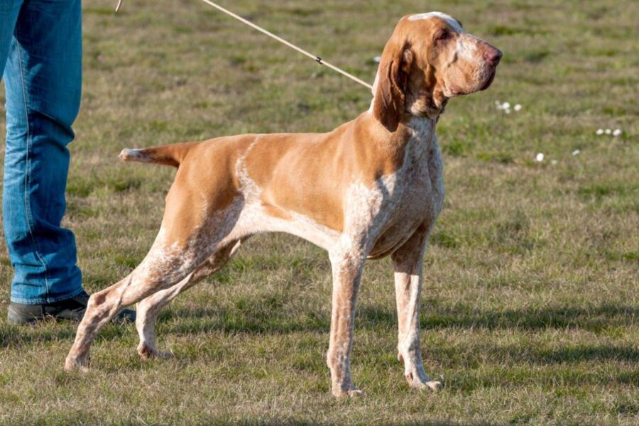 bracco italiano al guinzaglio