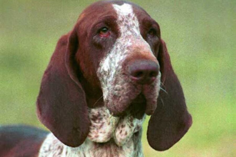 muso del bracco italiano