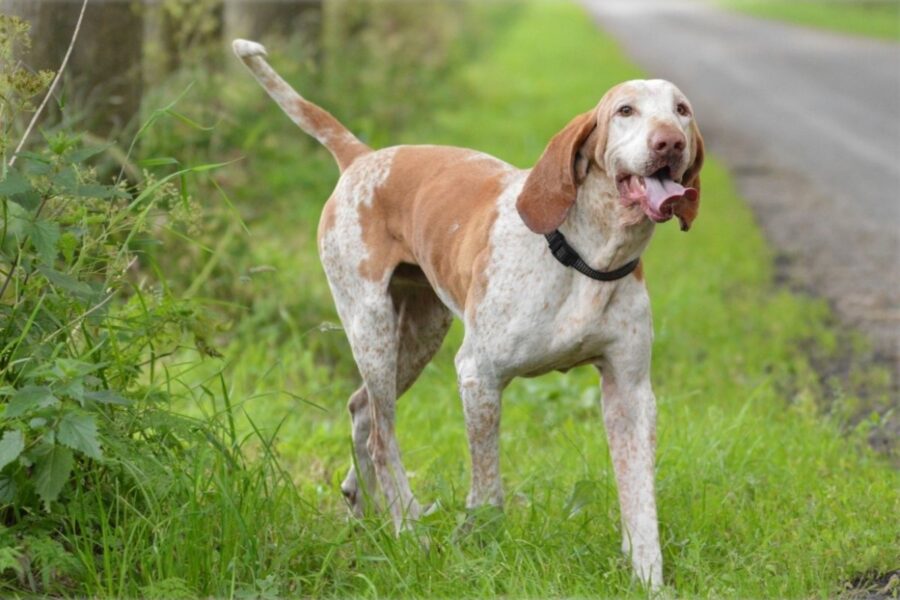 cane che cammina sull'erba