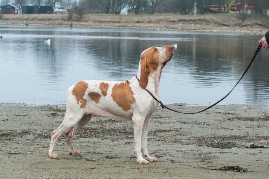 cane al guinzaglio