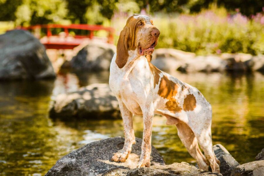 bracco italiano sul lago