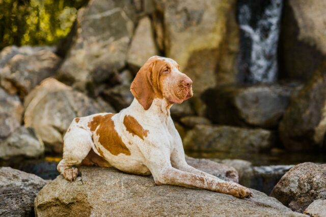 Bracco Italiano, tutto su questa razza: carattere, curiosità, consigli e cure