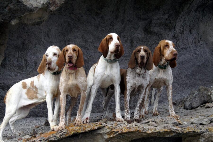 tanti esemplari di bracco italiano