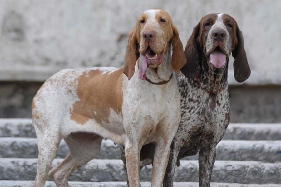 due esemplari di bracco italiano