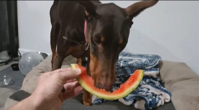 Cagnolino mangia l’anguria per la prima volta (VIDEO)