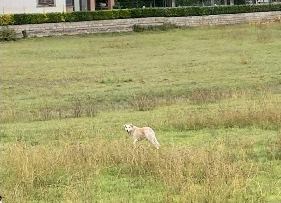 cagnolino rimasto intrappolato sotto un telo nero