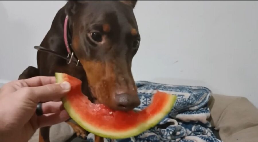 cagnolino simpatico