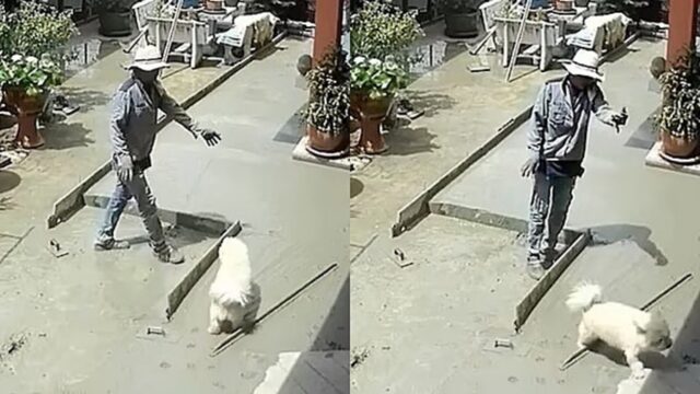 La telecamera di sicurezza riprende la disperazione di un muratore dopo che un cagnolino calpesta il cemento fresco appena colato