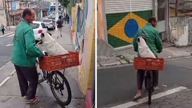 Il cane accompagna la sua padroncina a scuola e dopo torna a casa chiedendo un passaggio in bici