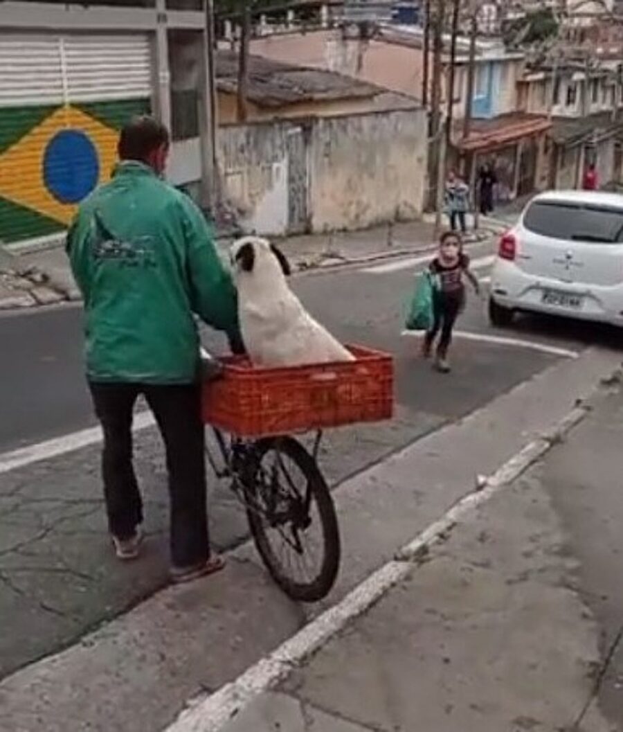 cagnolino fa un giro in bici