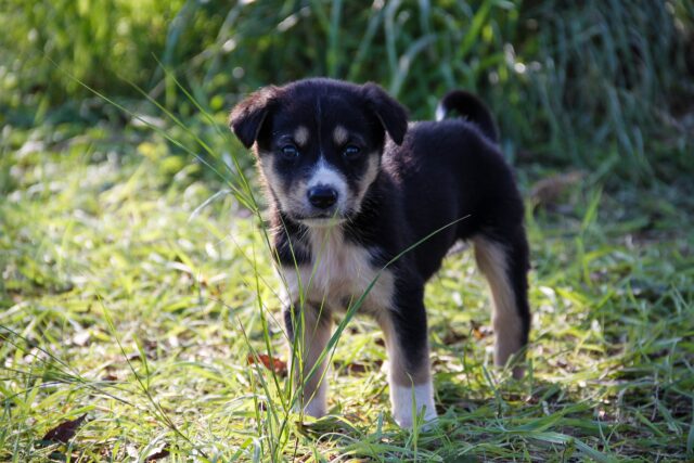 I calciatori della Romania scendono in campo con i cani dei rifugi (VIDEO)