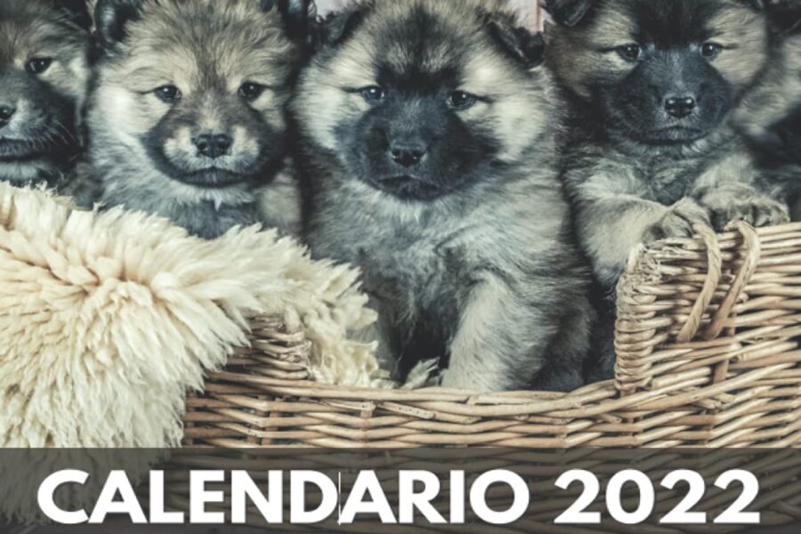 cuccioli di cane in calendario